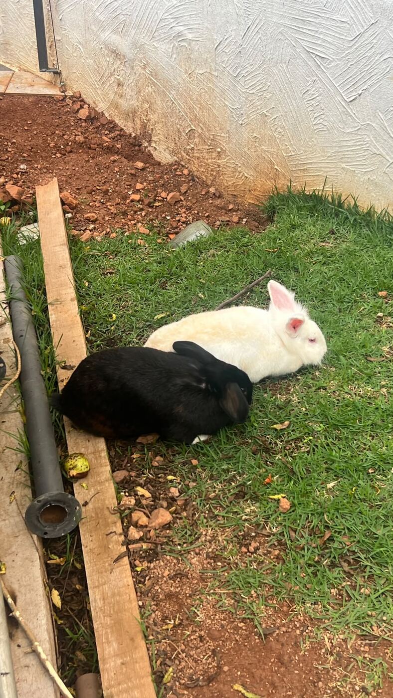 Coelhinhos no jardim